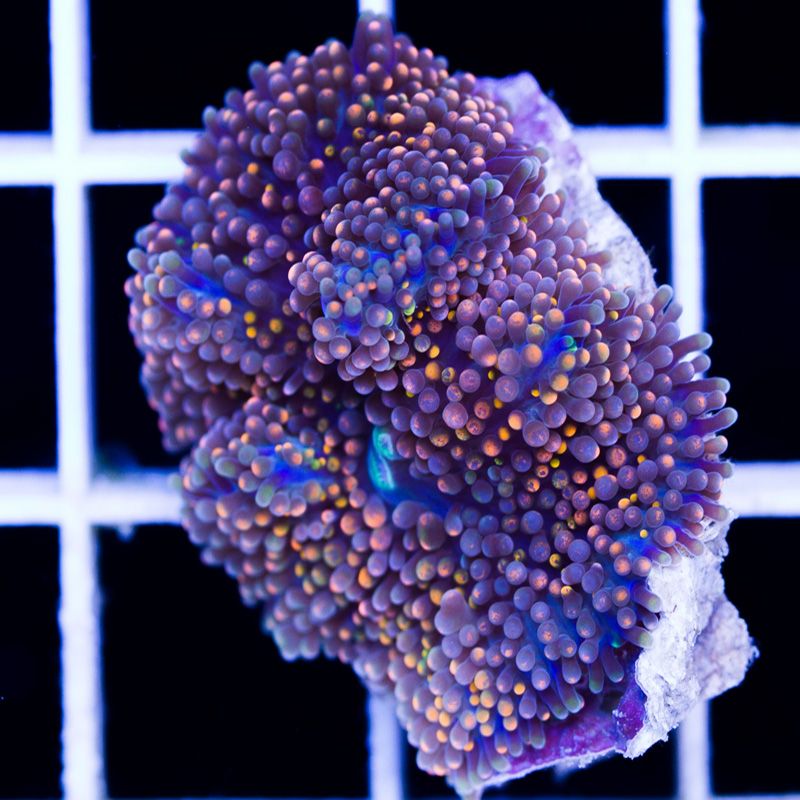 newcorals363b.jpg