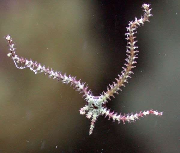 MINI-brittle_star.jpg