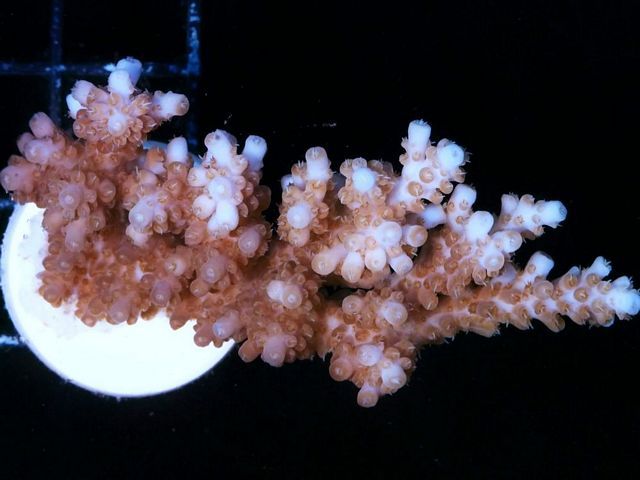 tn_AF%20M2668%2079%20Pinky%20Purple%20Acropora_zpsne1eodzz.jpg