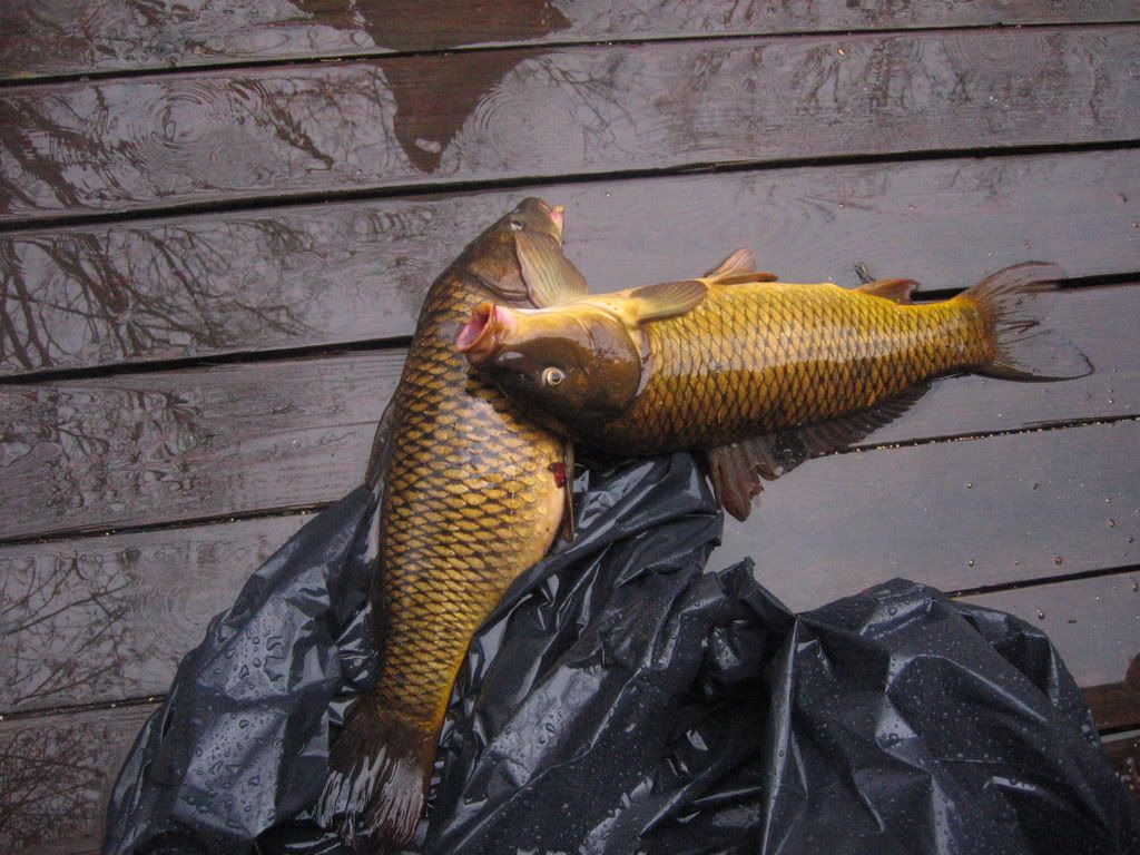 carp005.jpg