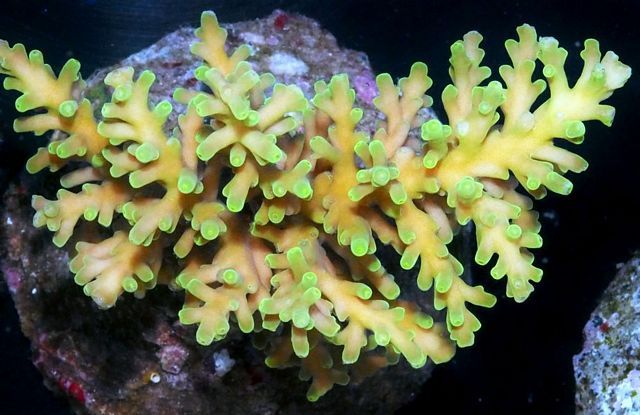 tn_HP%20M1543%20129%20Deepwater%20Acropora%20echinata_zps853aellj.jpg