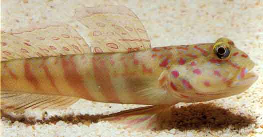 pinkspotted_shrimp_goby.jpg