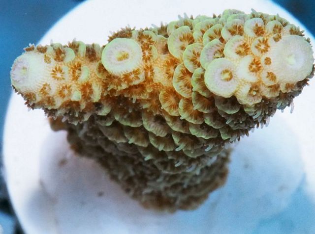 tn_X%20A0311%2012%20Acropora_zpsi06j6ahg.jpg