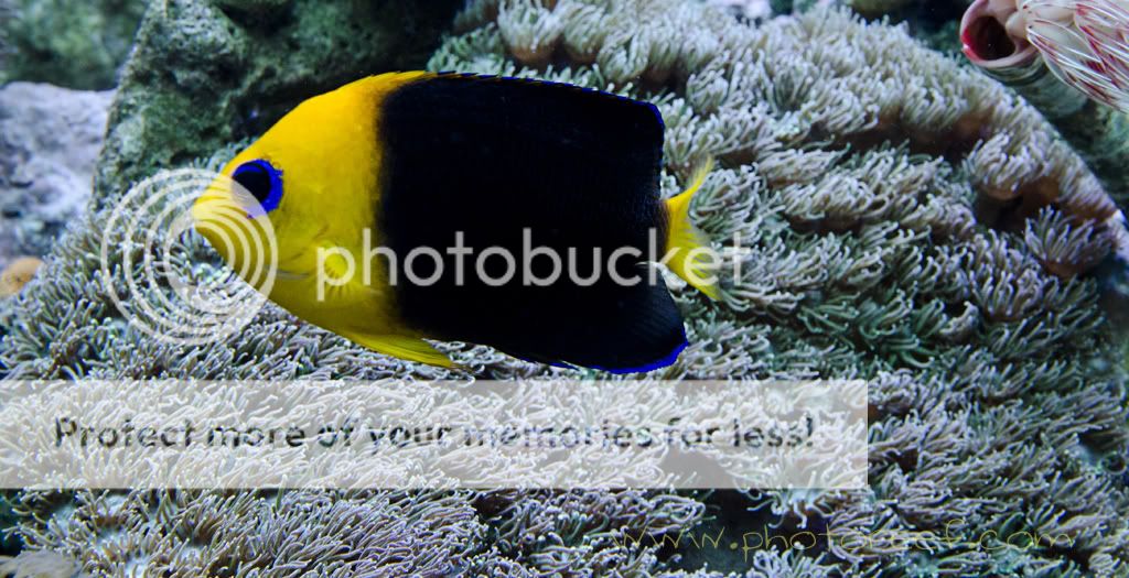 angelfish.jpg