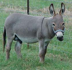 donkey.jpg