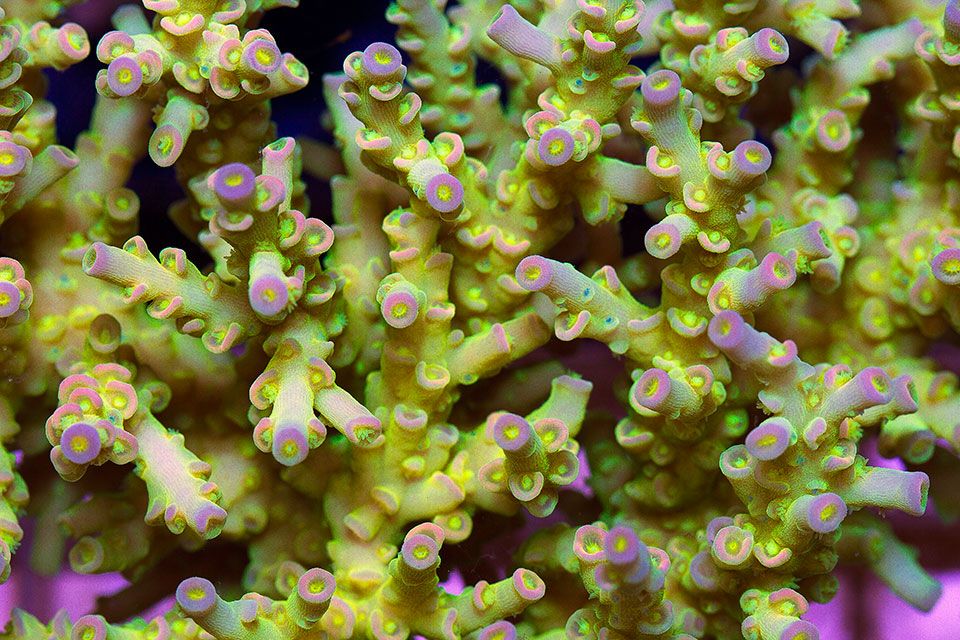 newacropora2038.jpg~original