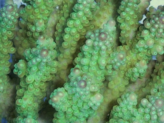 tn_AF%20MA2020%2059%20Yellow%20Green%20Acropora_zps0dufr5q8.jpg