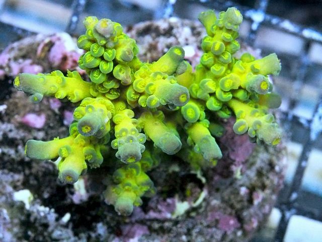 tn_HP%20M1108%2099%20Cultured%20Electric%20Lime%20Acropora%20tenuis_zpsljxcd9ro.jpg