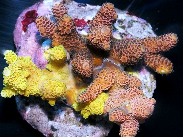 tn_HP%20M1252%20129%20Acropora%20millepora%20Combo_zps9ekwxaxk.jpg