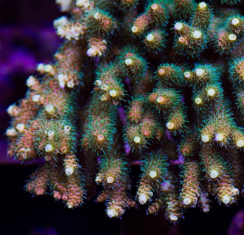 newcorals4046.jpg~original