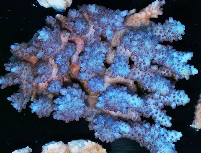 tn_AC%20M0105%20239%20Incredible%20Royal%20Blue%20Aussie%20Acropora_zpsrjybfmlv.jpg