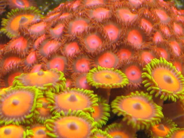 65g_zoas02.jpg