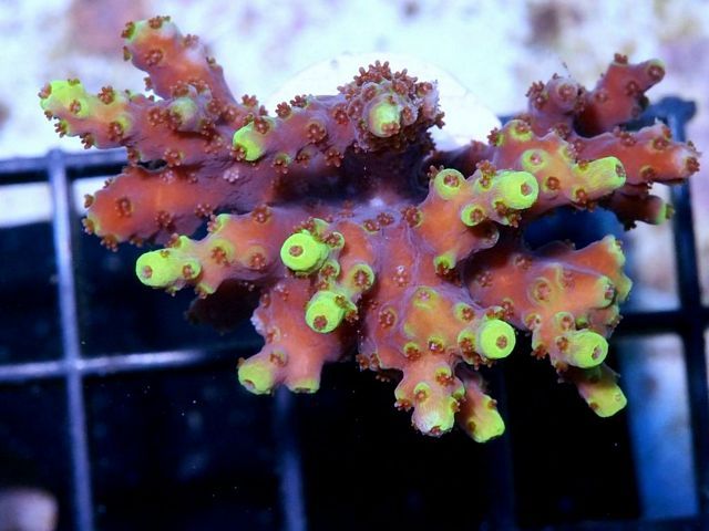 tn_X%20D0408%2013%20Glowstick%20Acropora_zpsviedl3to.jpg