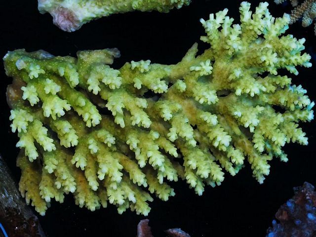 tn_AC%20M0101%20249%20XL%20Mint%20Mombo%20Aussie%20Acropora_zpssl1upqys.jpg