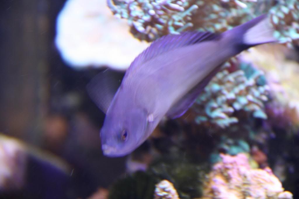 Wrasse2.jpg