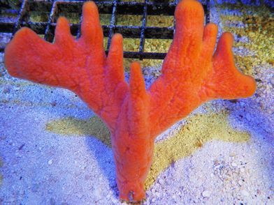 SO303659OrangeBranchingTreeSponge_300_zpsb1e6ccf4.jpg