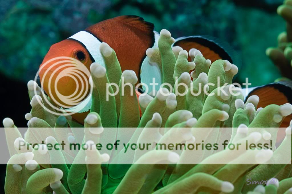 clownfish.jpg