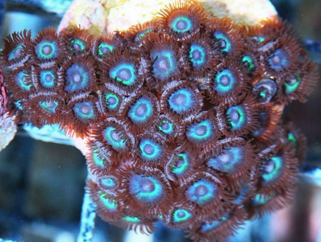 tn_FF042049TealBLueZoanthids_zps8031037a.jpg