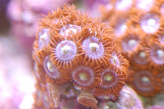 2504999509_392a8b3cc2_m.jpg