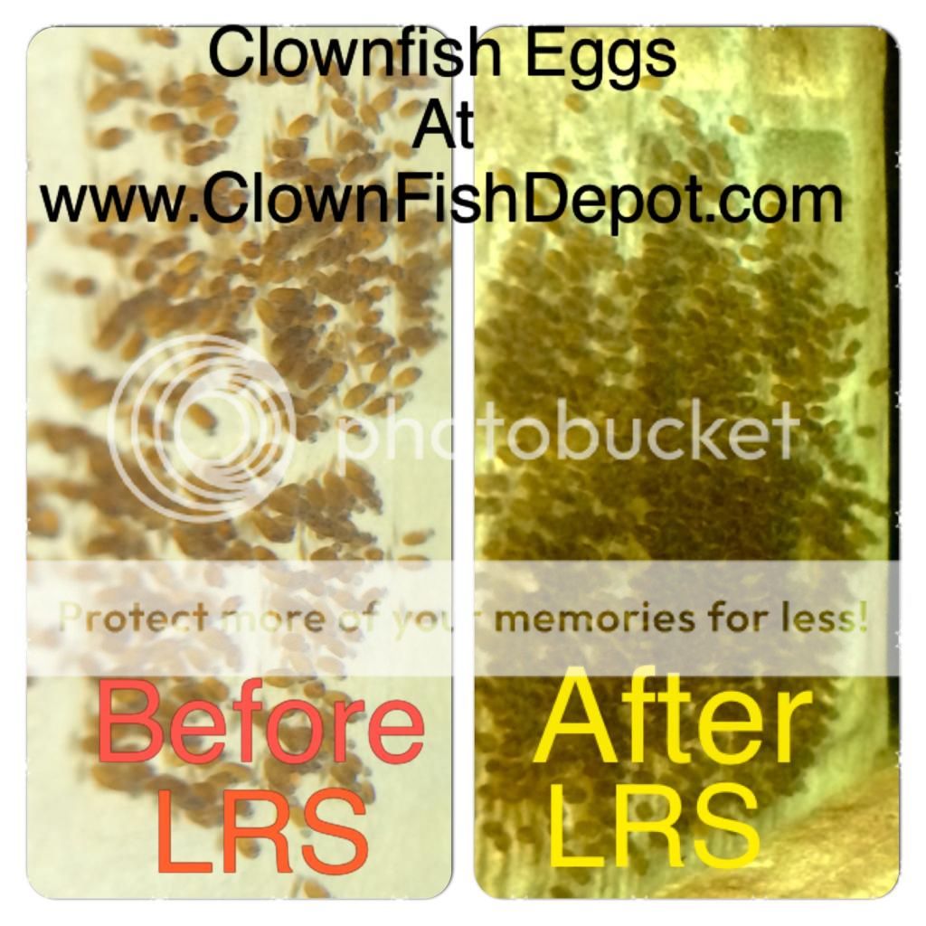 Clownfish%20Depot%20Eggs_zpsz35atuez.jpg