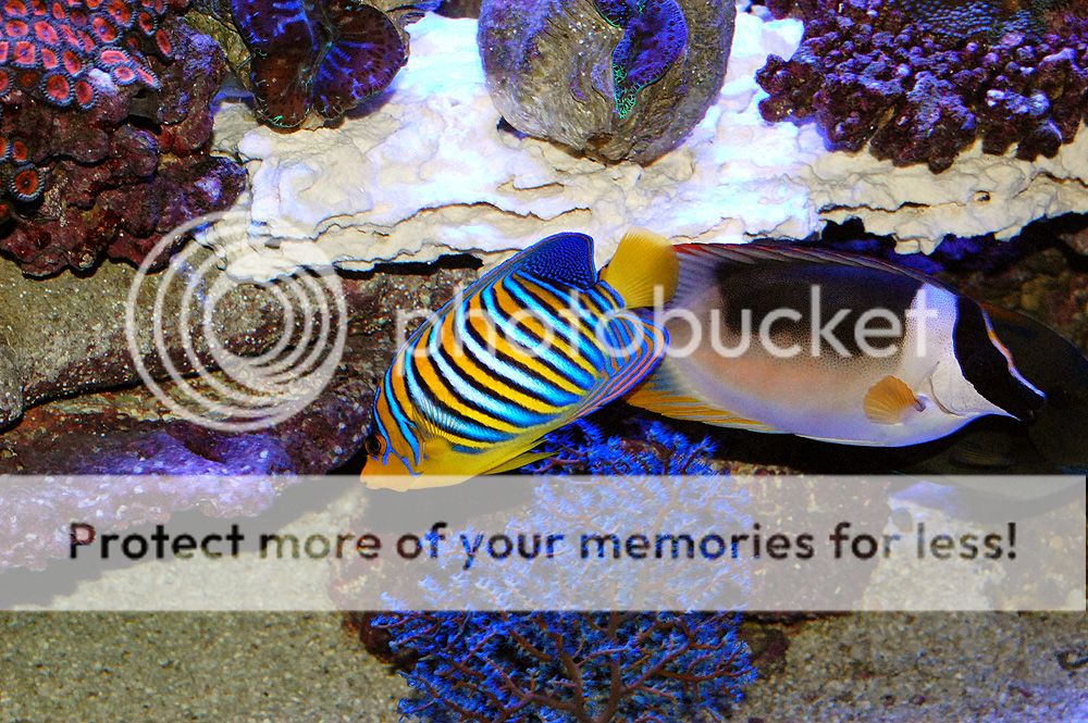 0025_Fish_Foxface_zps7ee4d640.jpg