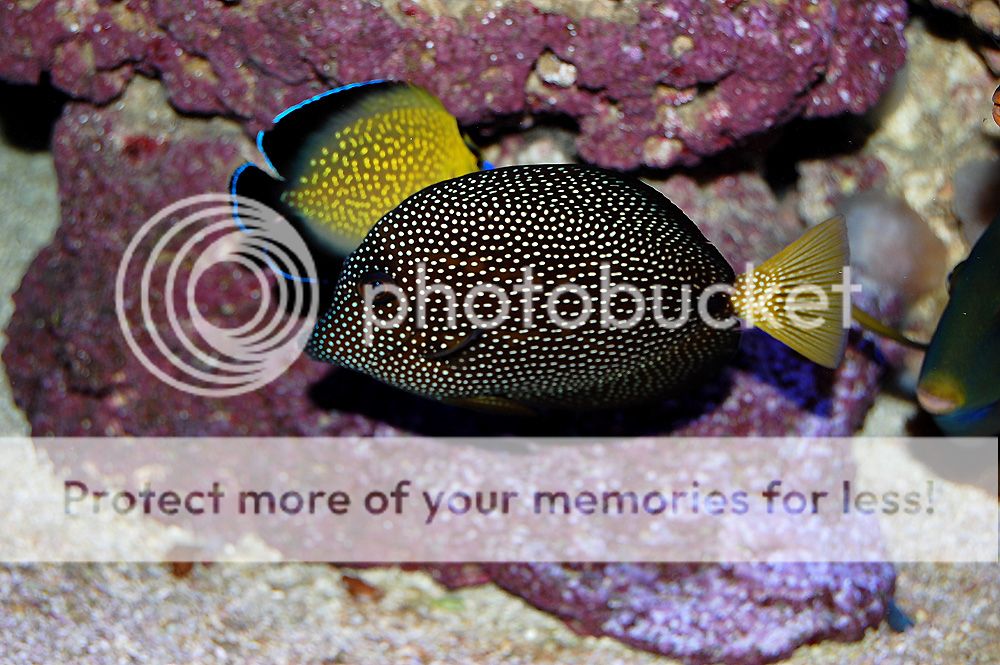 0162_Fish_Gem_zps9b689de3.jpg