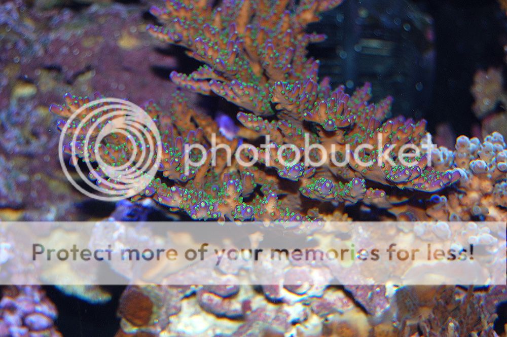 0163_Coral_Flash_zps8bd8b6f5.jpg