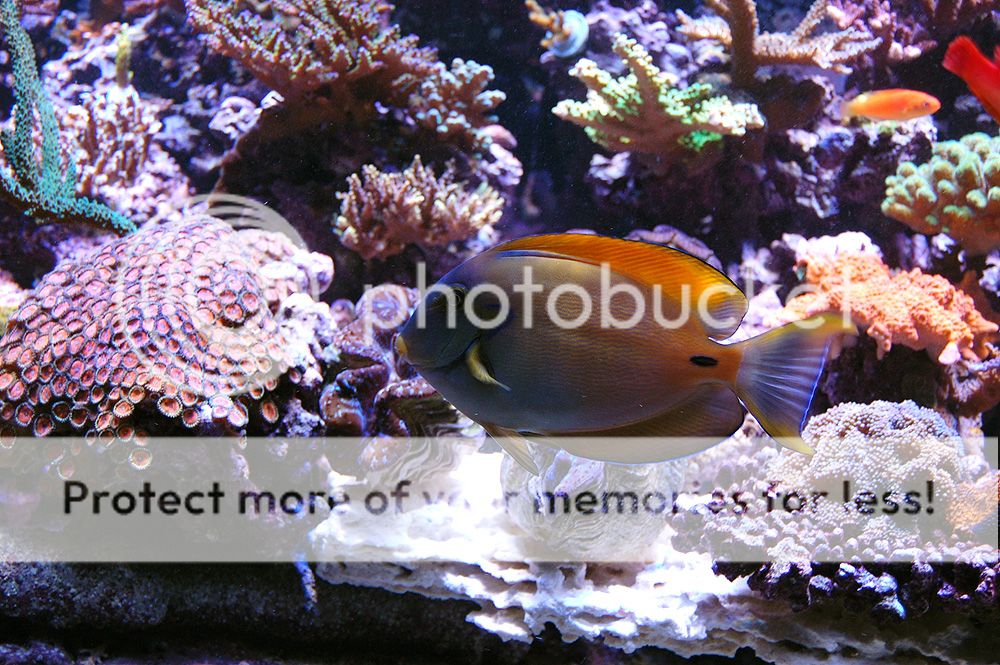 0199_Fish_Tang_zps02eb5165.jpg