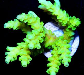 F%20A0728%2049%20Nuclear%20Acropora_300_zpszbnk2cyb.jpg