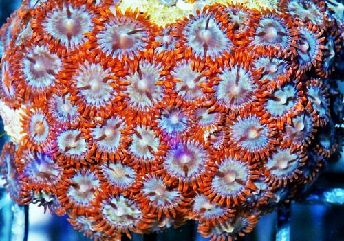 F%20F0910%2049%20Hot%20Ember%20Zoas_zpsl8nhgy0v.jpg