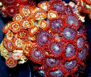 F%20M1717%2059%20Zoa%20Duo_300_zps9sznnbn7.jpg