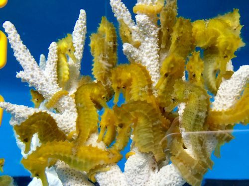 Hybrid%20Seahorses_zps4krnc23n.jpg