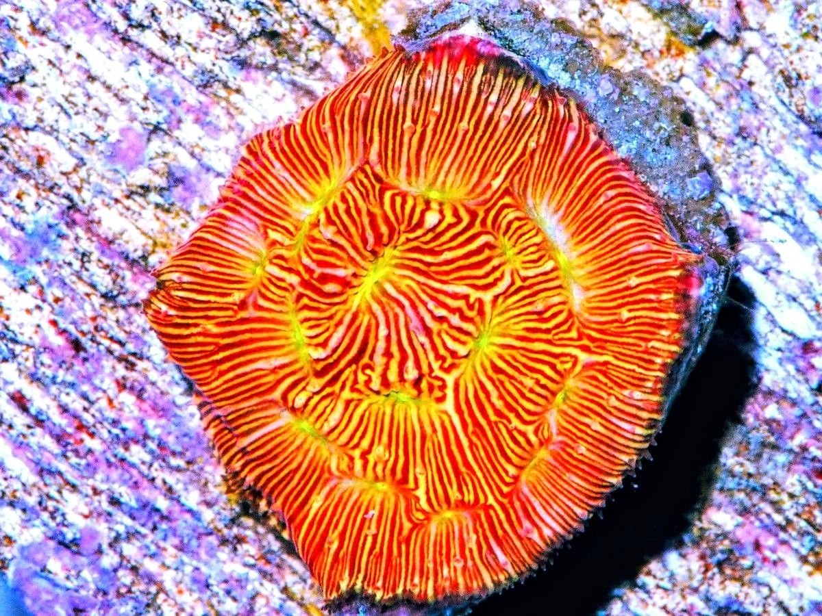 fd1305jackolanternleptoseris1592_zpsgdqdiqmp.jpg