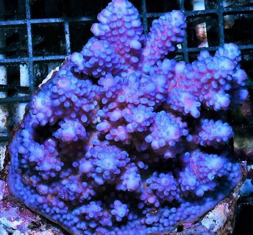 hpf1810incredibleaussiepurplebeastacropora3299_zpsc5pxpvlu.jpg