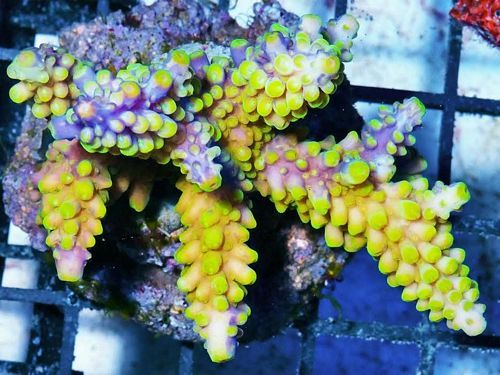 hpf1814mariculturedpurplecanaryacropora251292_zpsggxu4by0.jpg