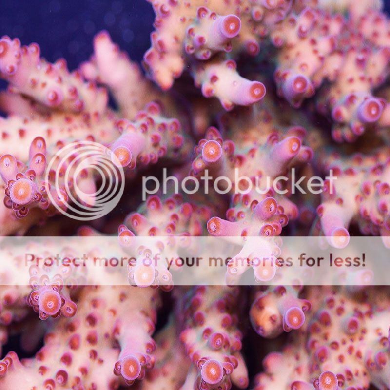 newcoral1587.jpg