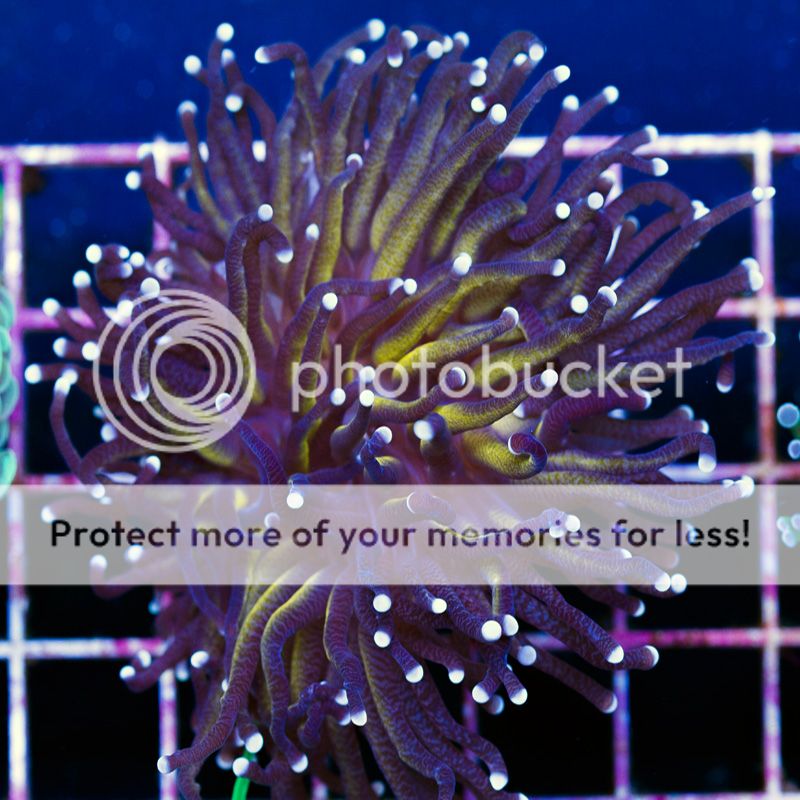 newcoralsA281b.jpg~original