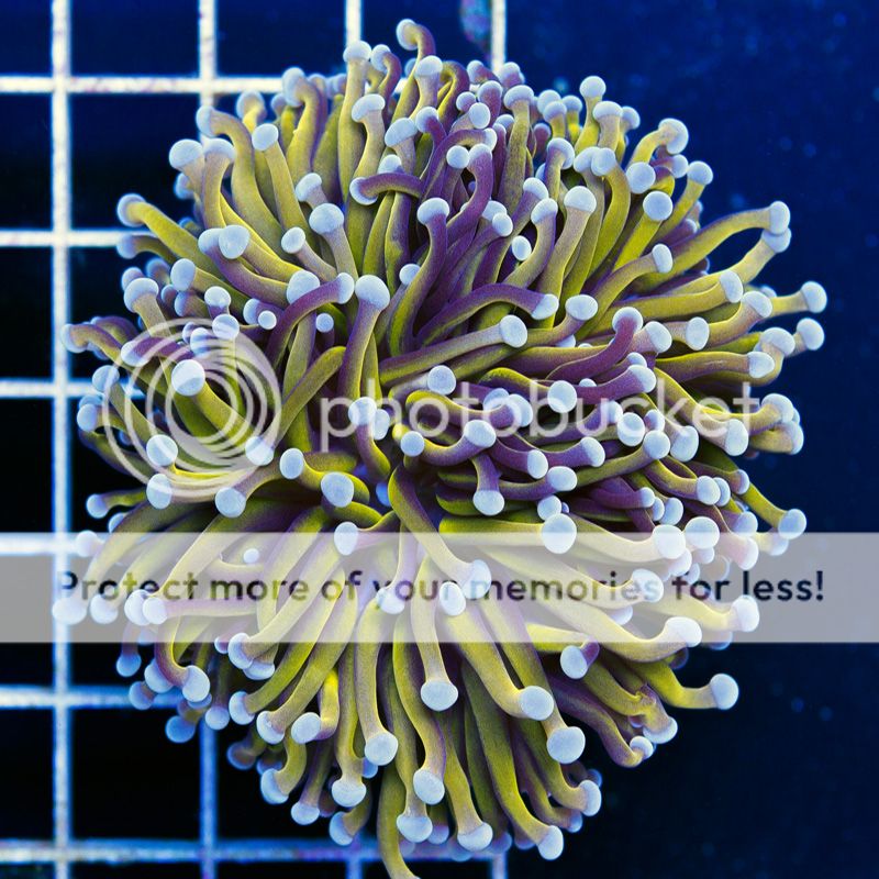 newcoralsA296b.jpg~original