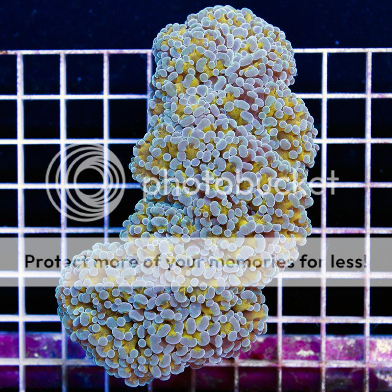 newcoralsA301b.jpg~original