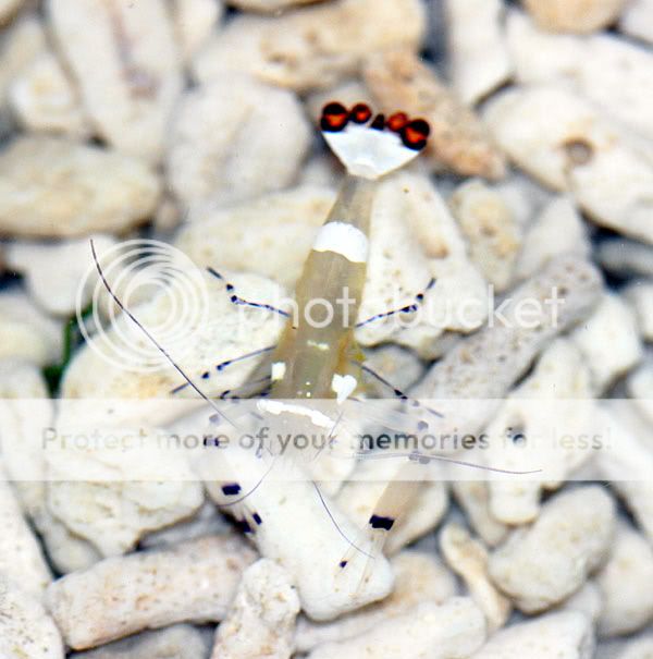 anemone_shrimp-1.jpg