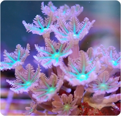 Glove_Polyp_Green_ps.jpg