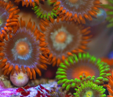 Assorted_Fiji_Zoa_Close.jpg