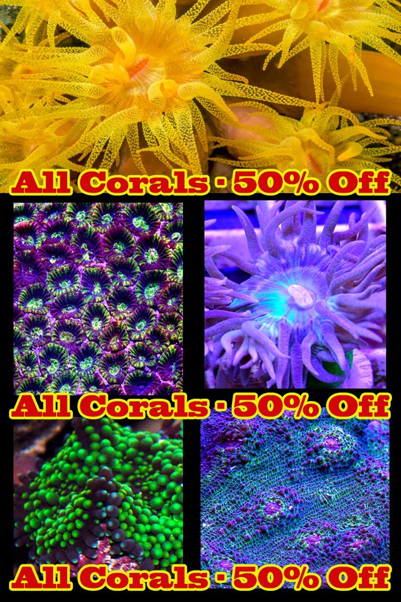 50-off-coral-2.jpg