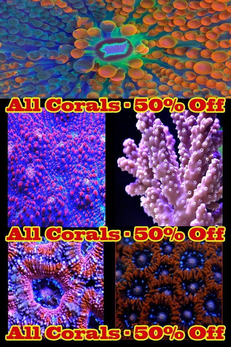50-off-coral.jpg