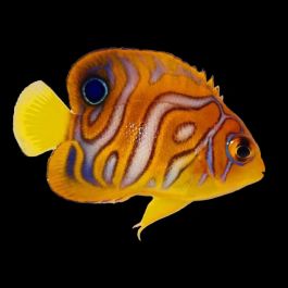 www.aquariumspecialty.com